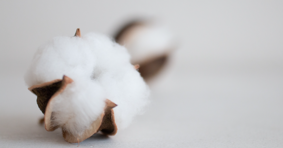 最も身近な素材 綿 コットン について 東京都クリーニング生活衛生同業組合